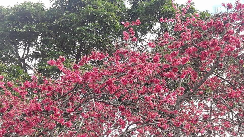Shan Ju Lake Villa Renai Bagian luar foto